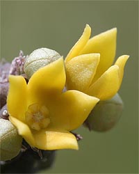 piccola stapelia orientale
