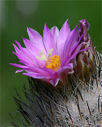 rapicactus, dai deserti del messico