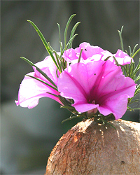 campanella del deserto