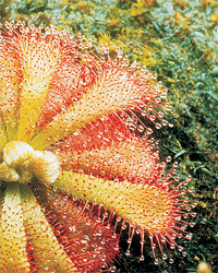 drosera del sudafrica