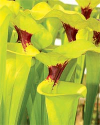 la sarracenia, regina delle paludi degli USA